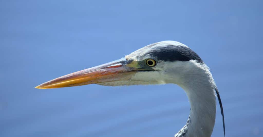 Gros plan sur la tête d’un héron au long bec orange, plumage gris et blanc, sur fond d’eau bleue et ciel dégagé.