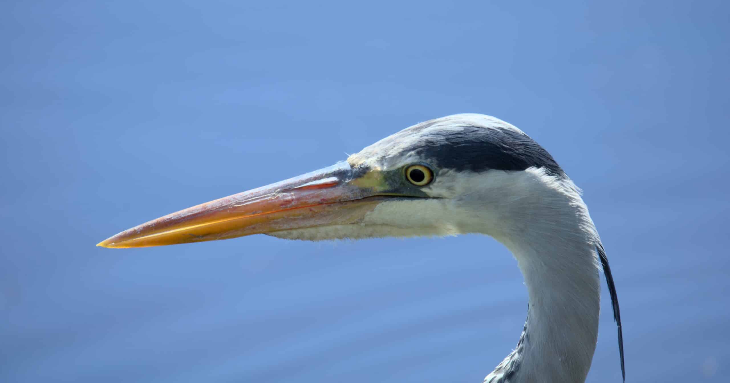 Gros plan sur la tête d’un héron au long bec orange, plumage gris et blanc, sur fond d’eau bleue et ciel dégagé.