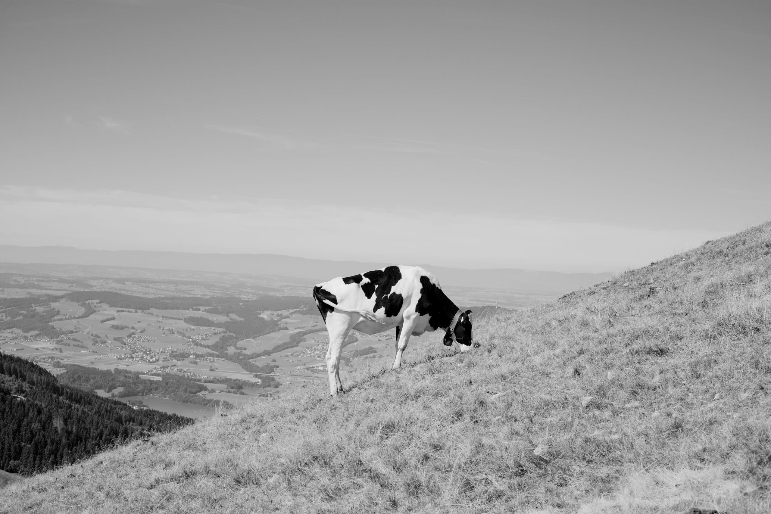 Vache noir et blanc broutant sur une pente herbeuse en montagne, photo noir et blanc avec vallée en arrière-plan.