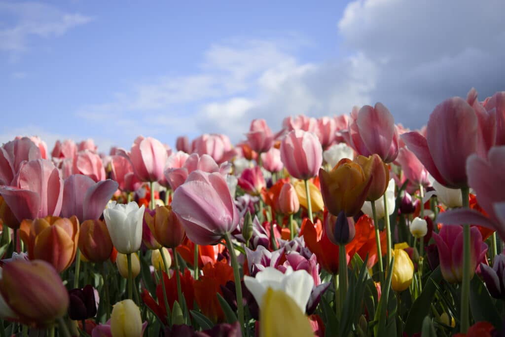 Champ de tulipes multicolores roses, rouges, jaunes et blanches en pleine floraison, prise en contre-plongée sous ciel bleu nuageux.