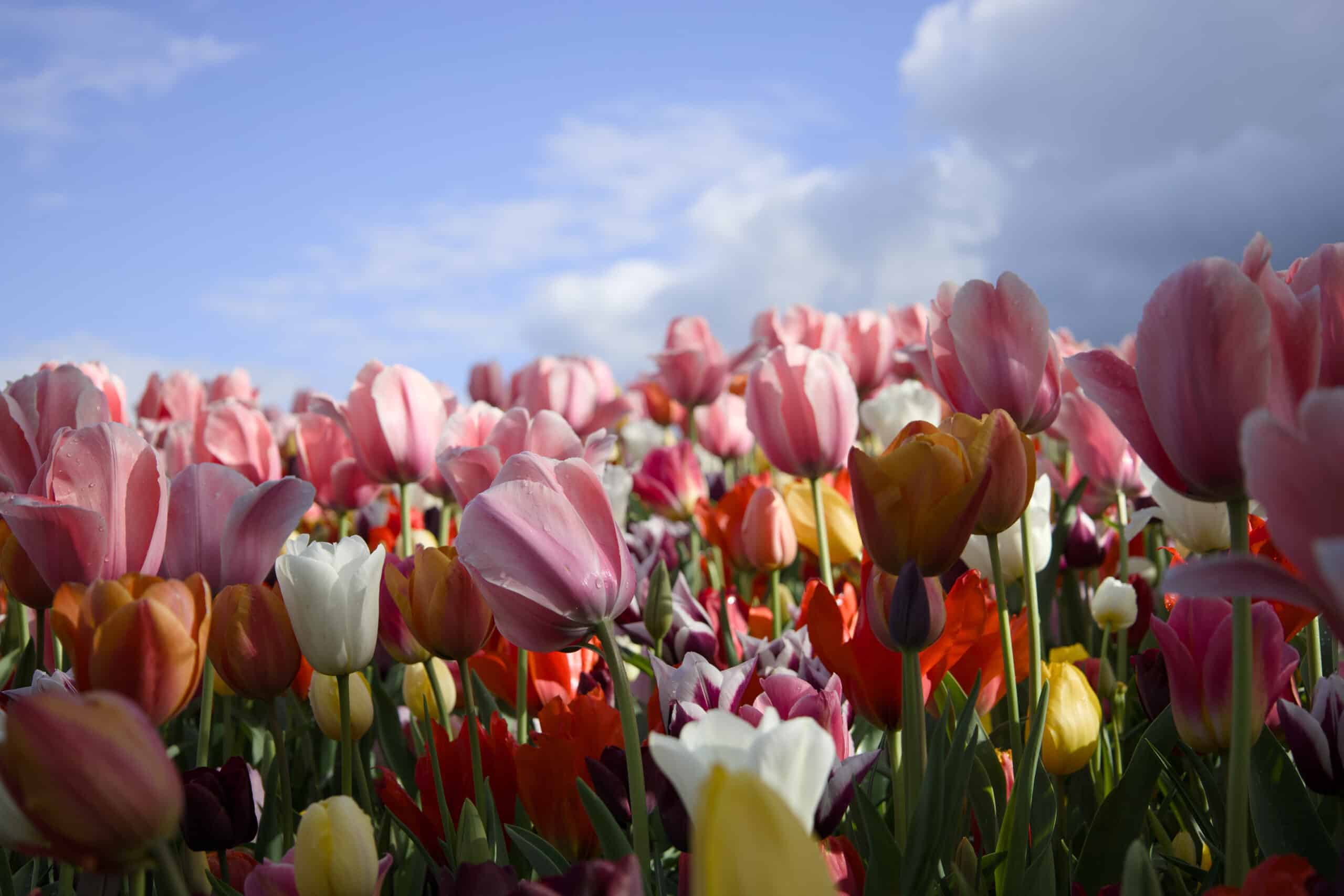 Champ de tulipes multicolores roses, rouges, jaunes et blanches en pleine floraison, prise en contre-plongée sous ciel bleu nuageux.