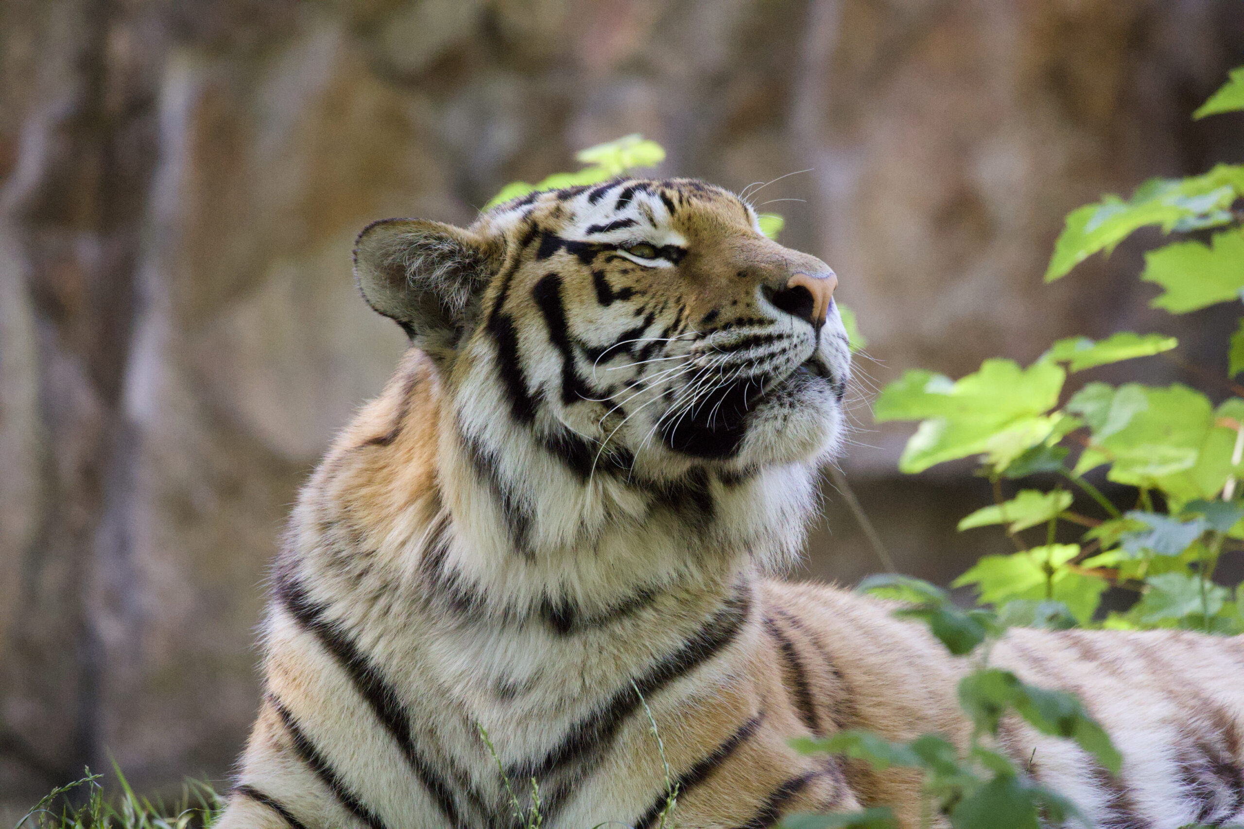 Tigre au pelage rayé orangé et noir, tête levée vers le ciel, entouré de végétation verte