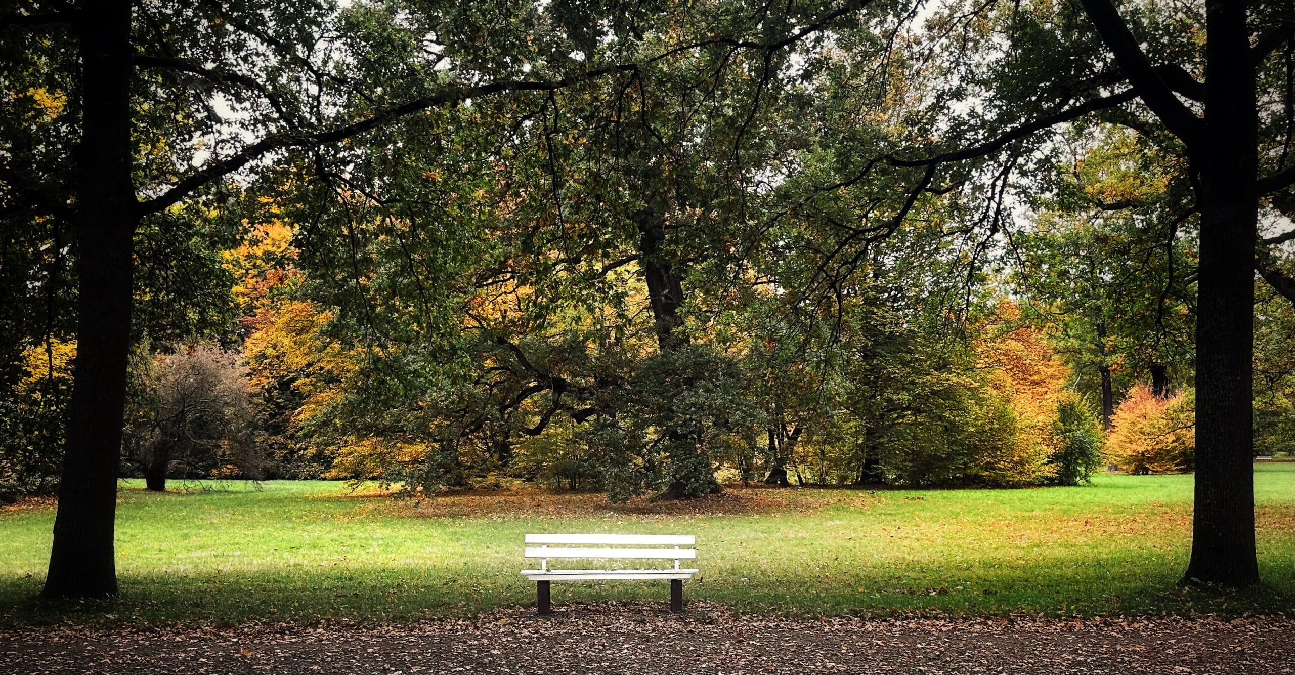 Banc blanc solitaire dans parc automnal avec pelouse verte, arbres aux feuilles colorées et troncs sombres sous ciel d'automne.