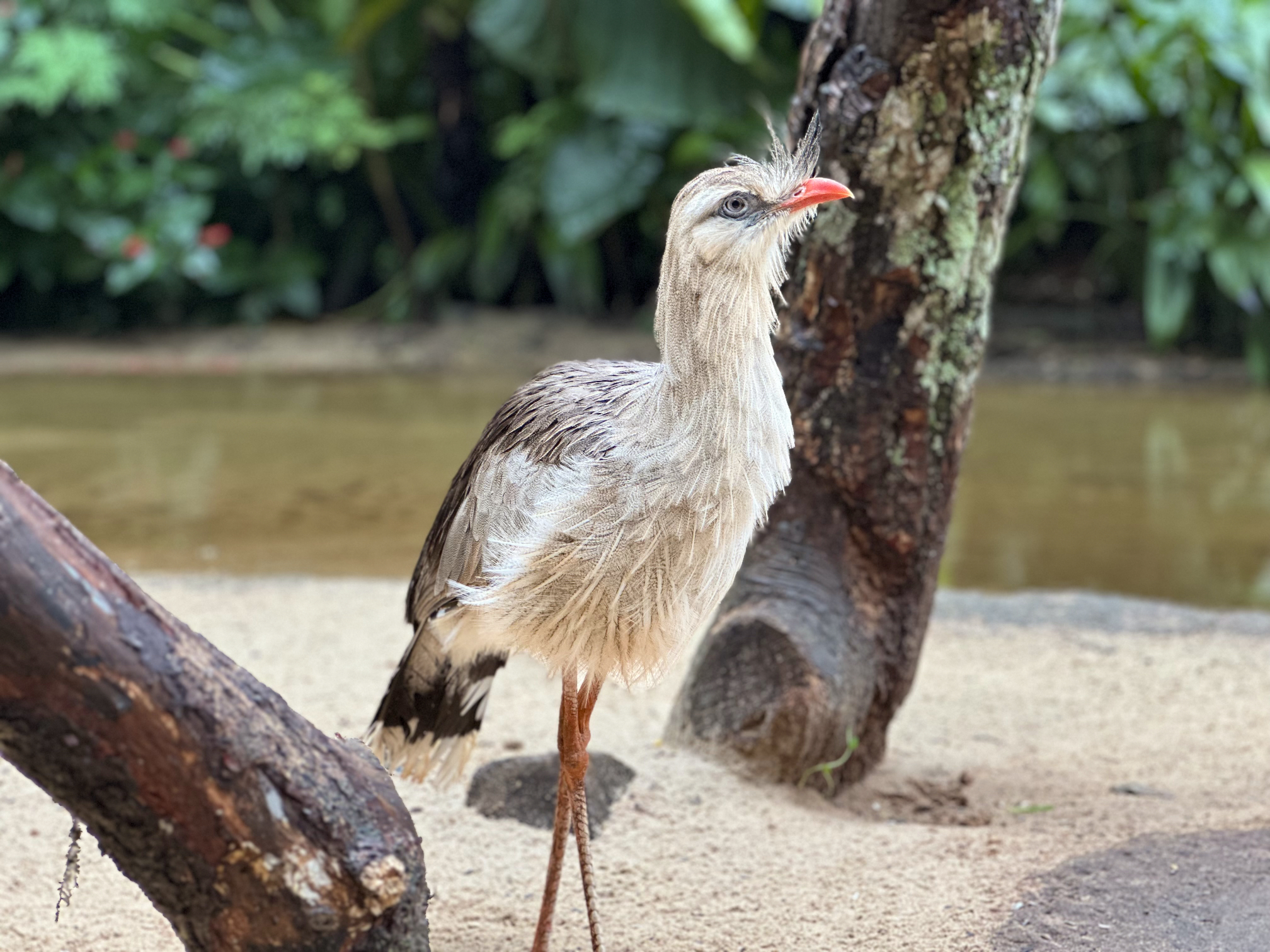 Oiseau échassier au plumage gris et blanc avec bec et pattes rouges, perché près d'une branche au bord de l'eau